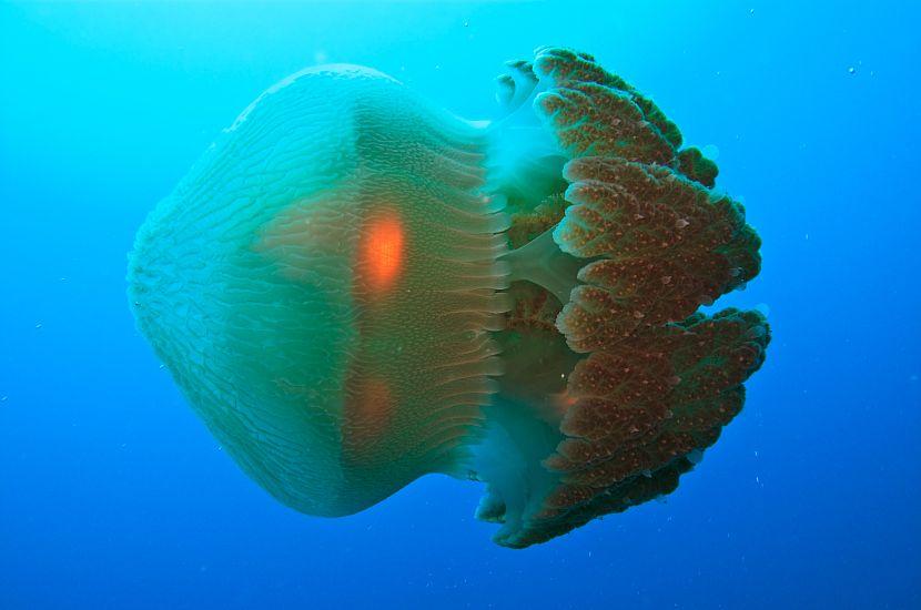 Box Jellyfish