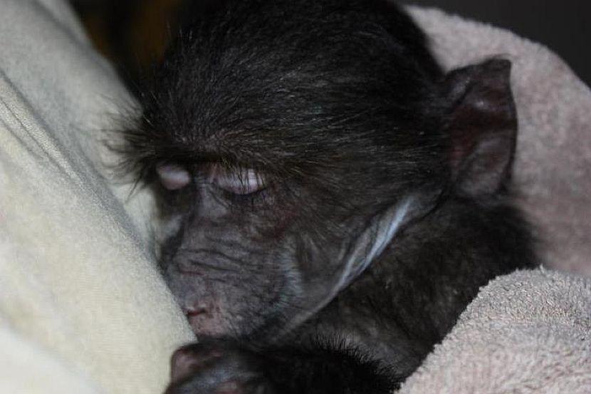 Baby Baboons