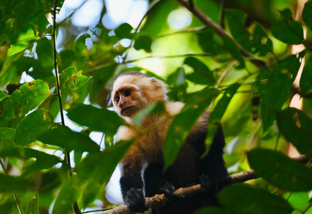 Capuchin monkey in rainforest