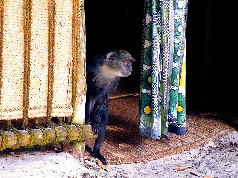 Mafia Island Monkey