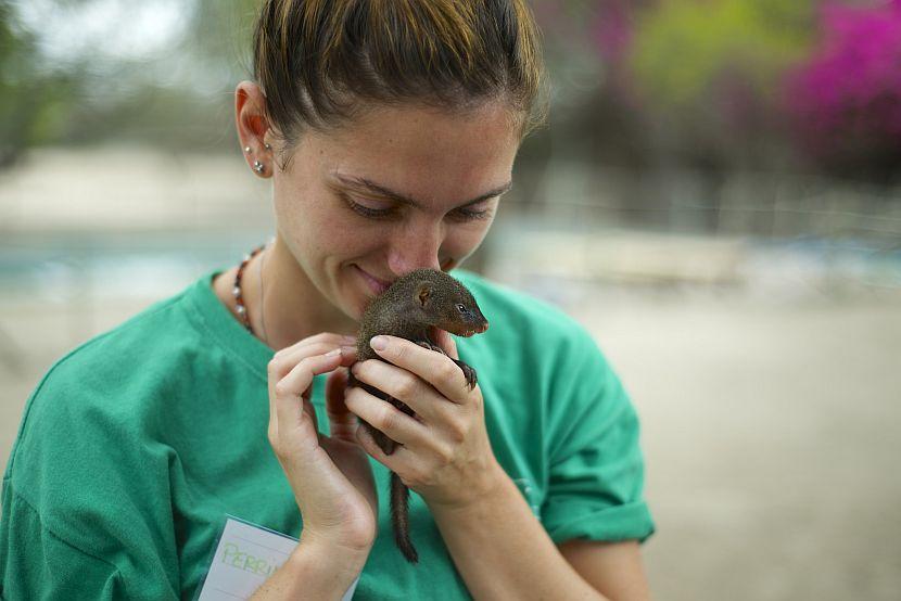 Baby Mongoose 