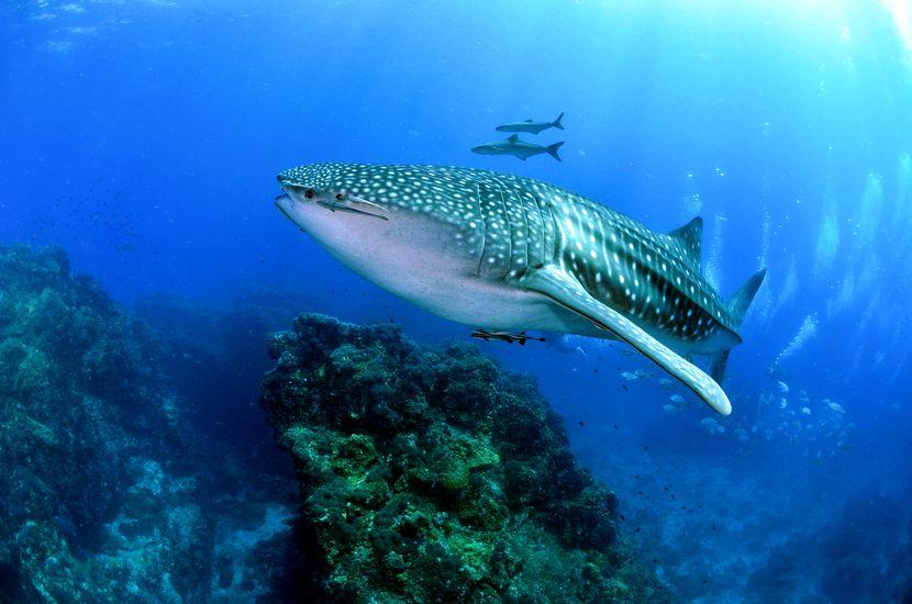 whale shark volunteer