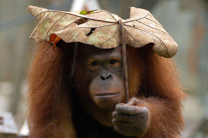 Borneo Orangutan