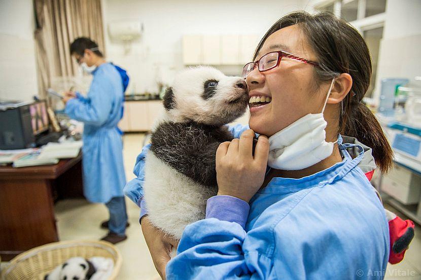 Baby panda cute