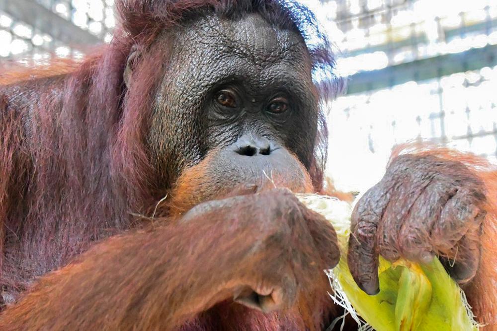 Orangutan Lykke