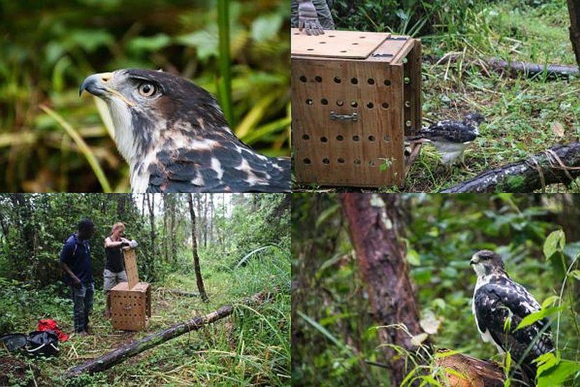 Buzzard release