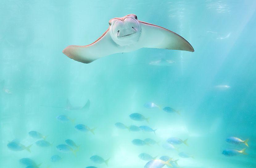 Manta ray