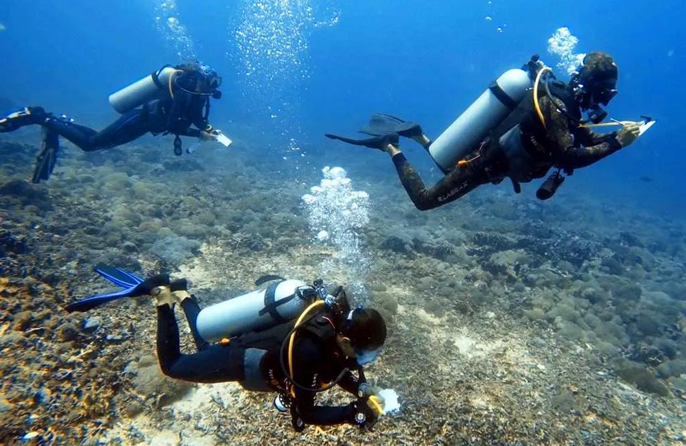 Gili Shark Research Assistant