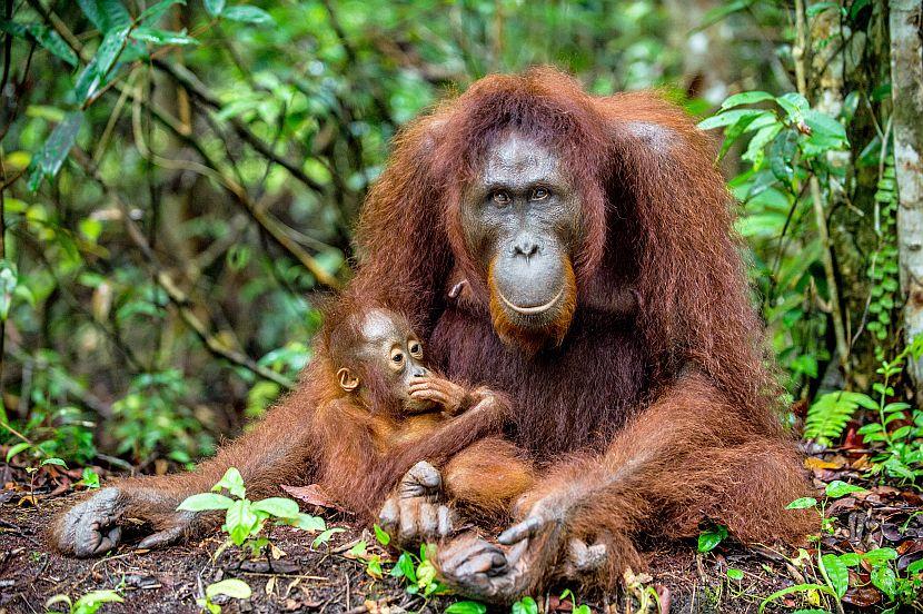 Mother and baby orangutan