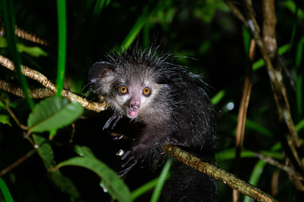 Photo of an Aye-aye - Lemur Research Project Madagascar