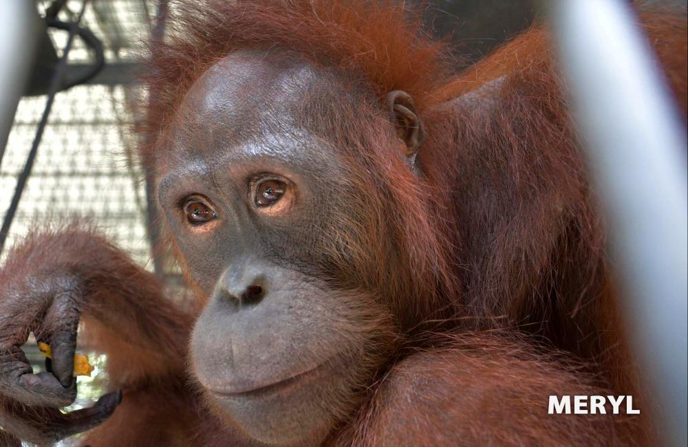 Meryl the Orangutan - Nyaru Orangutan Orangutan Sanctuary Release Candidate