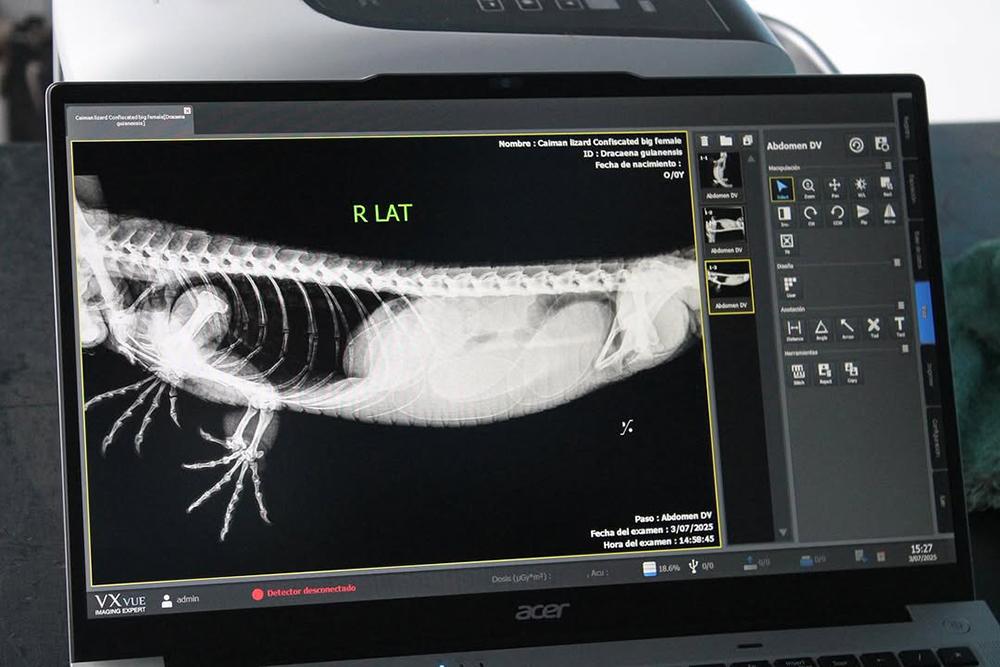 Xray of rescued pregnant caiman lizard