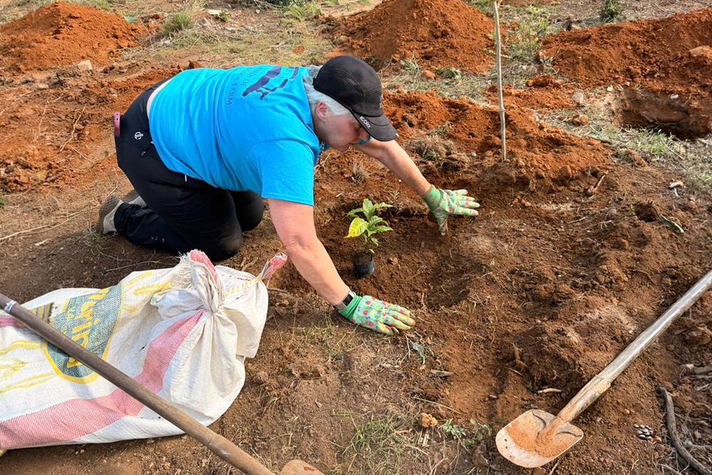 Volunteer Planting Coffee Tree