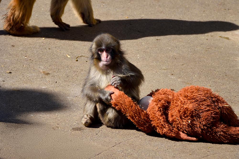 Punch the Monkey - Viral Video Potential Harm?