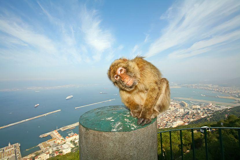 barbary Macaque