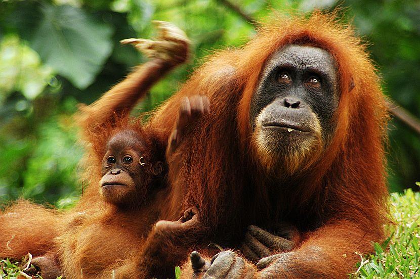 How many Orangutans are left?