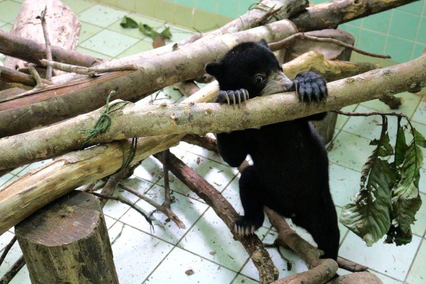 volunteer with sun bears on The Great Orangutan Project