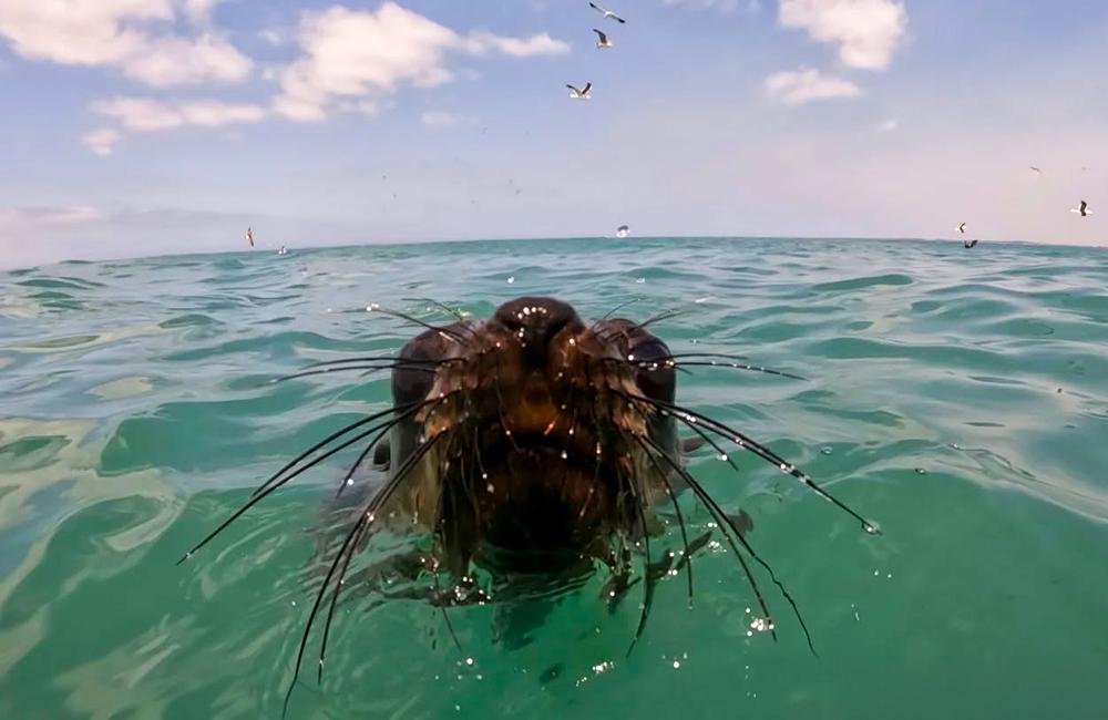 Cape Fur Seal Sighting