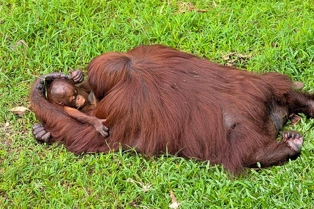 Orangutan Catherine and Baby Leo