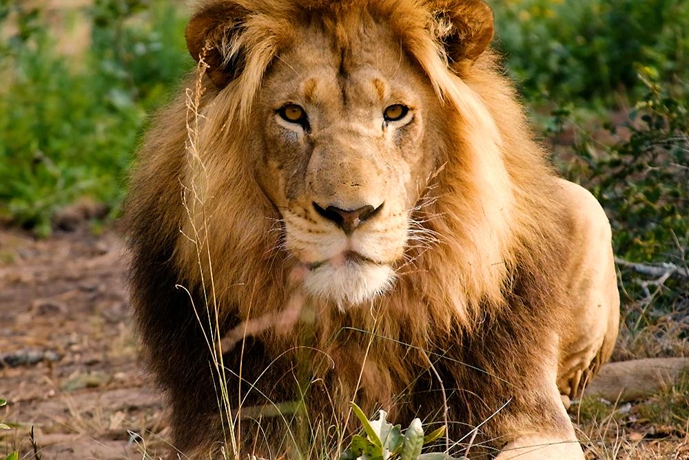 Lion at Kariega Conservation Project