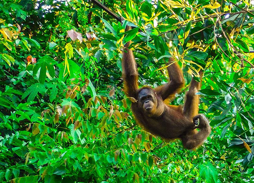 orangutans in borneo