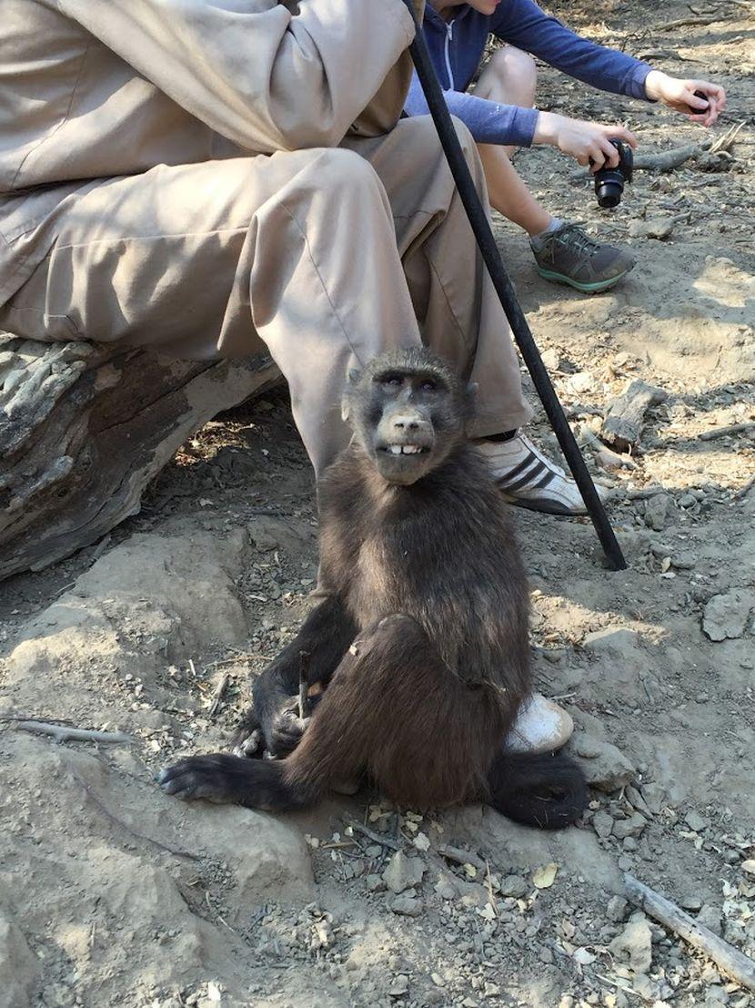 Shrinky Rescued Baboon at Namibia Wildlife Sanctuary