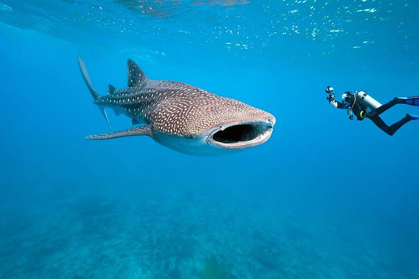 Whale Shark Diver