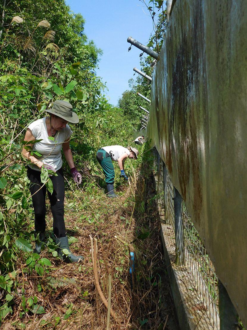 Sunbear volunteers