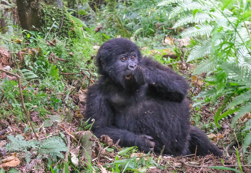 Baby gorilla