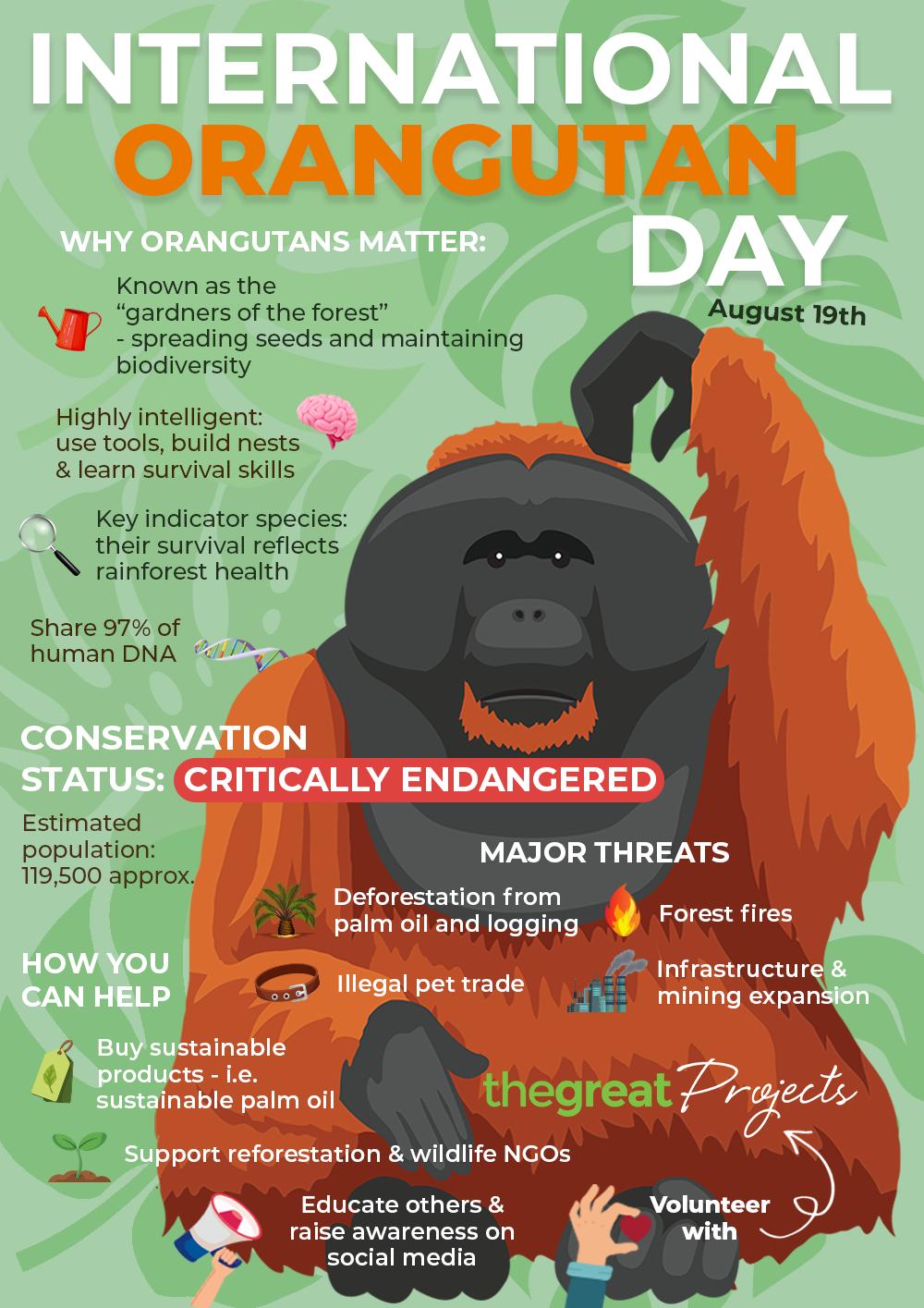 International Orangutan Day 2025 Infographic