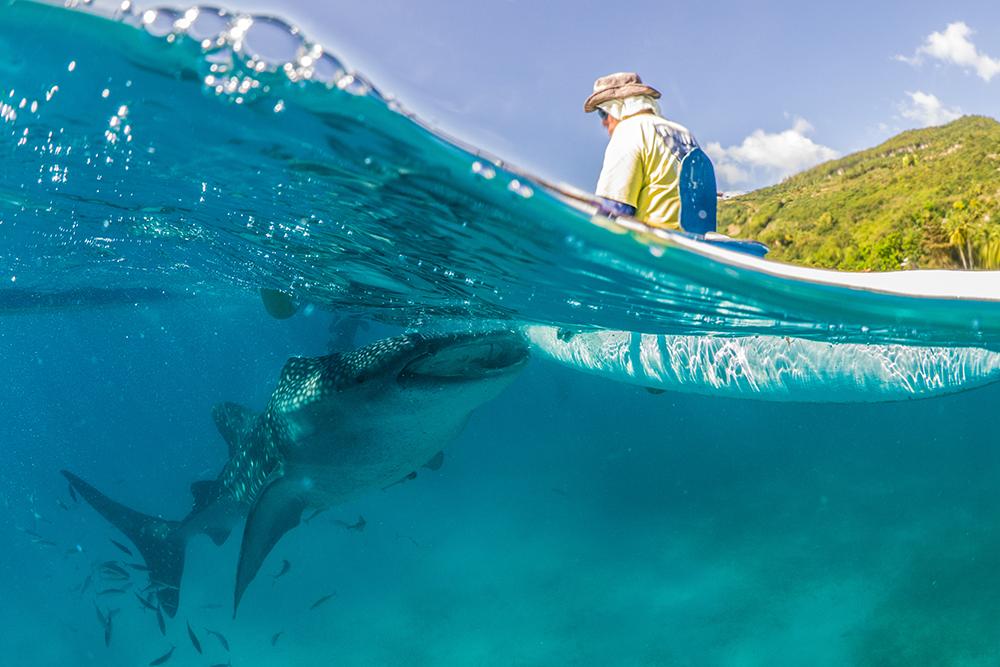 Mozambican Marine Conservation Project