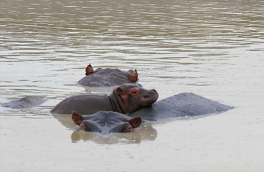 Baby Hippo