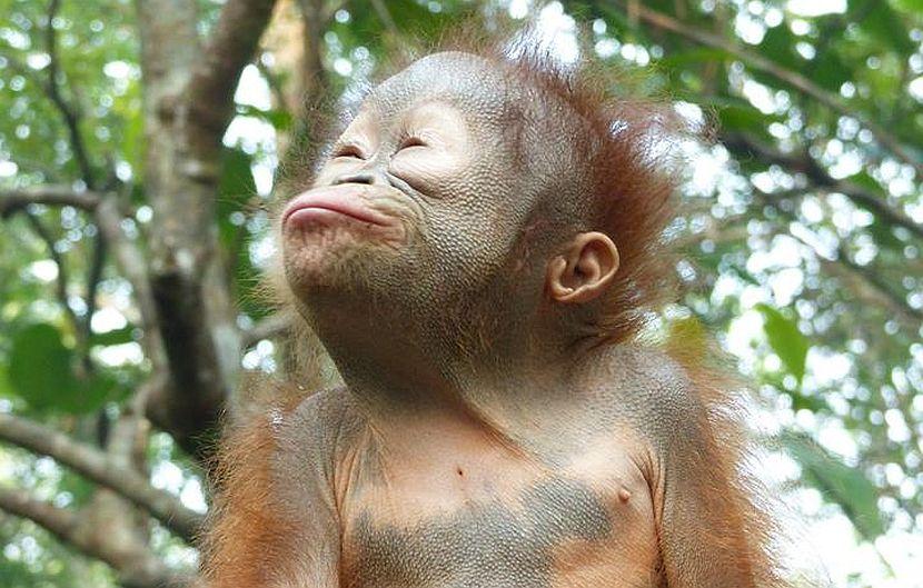 Cute orangutan