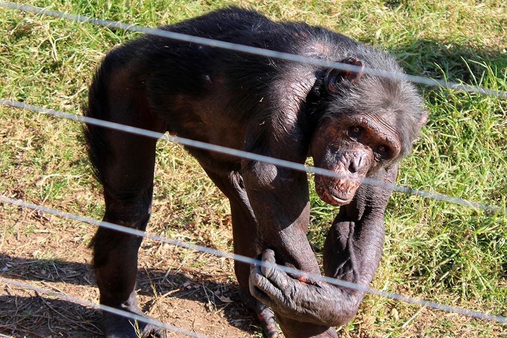 Chimpanzee Charles - Jane Goodall Institute 