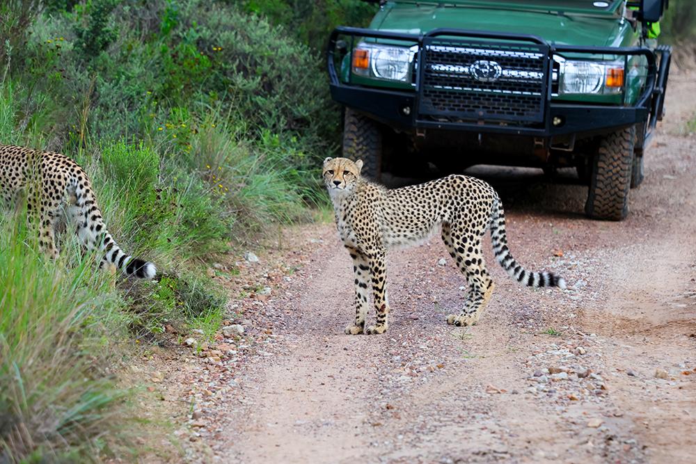 Young Cheetah Cubs