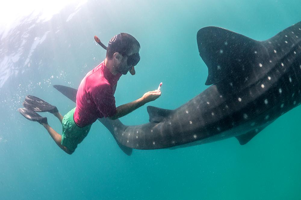 Volunteer taking sample of whale shark wearing rash vest