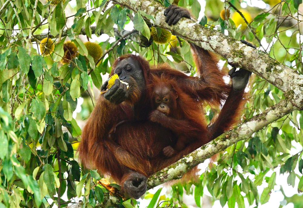 Orangutan and its baby