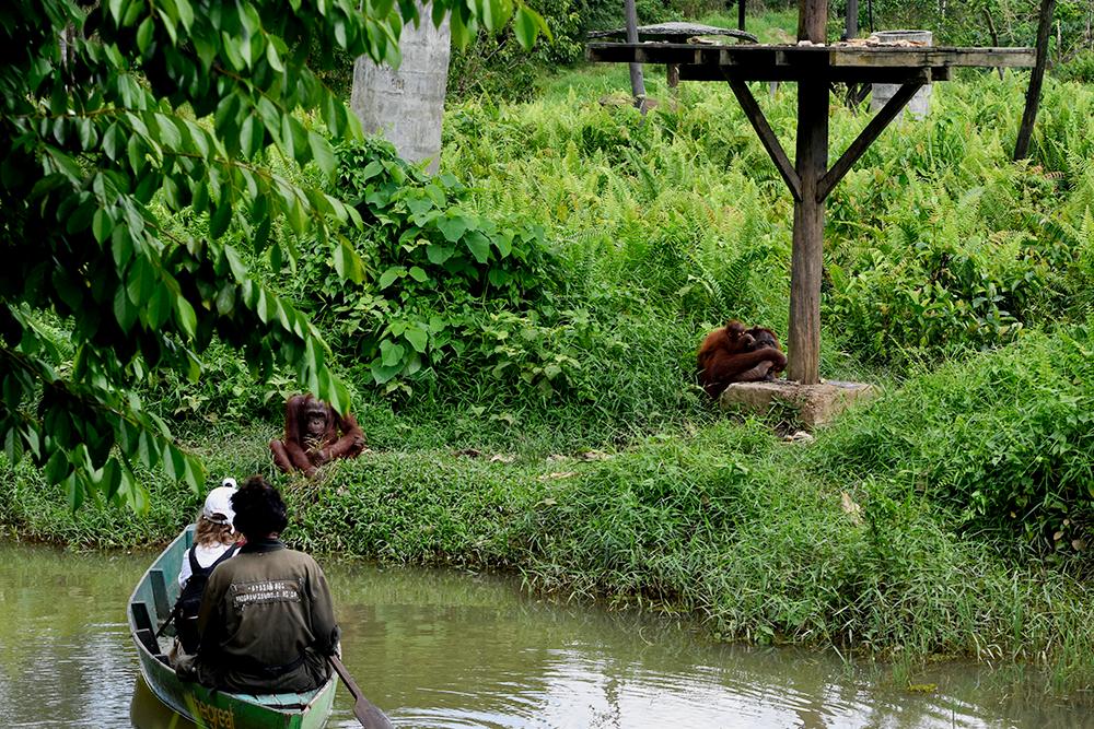 Volunteer at Samboja Lestari on a Boat Delivering Enrichment to Orangutans