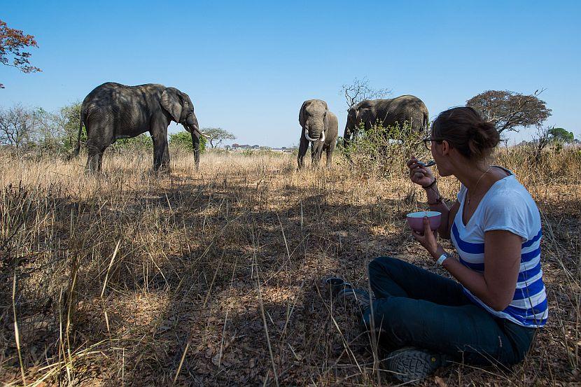 Elephants in Zimbabwe