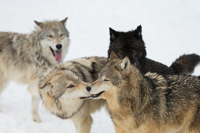 Snow wolves