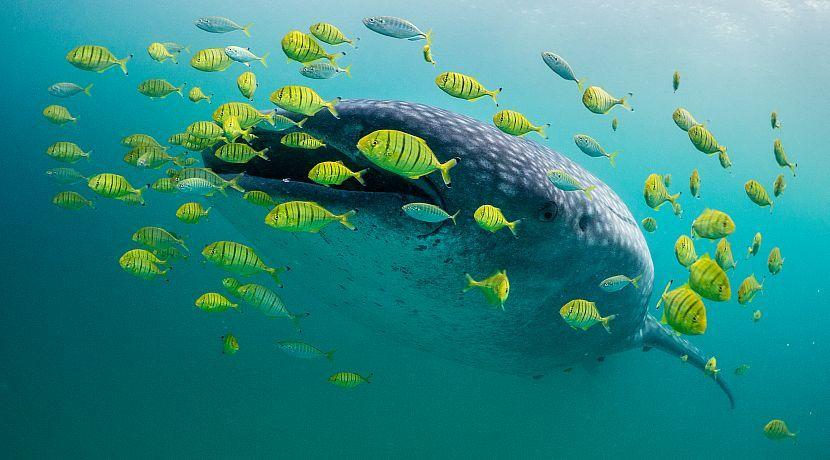 swim with whale sharks 