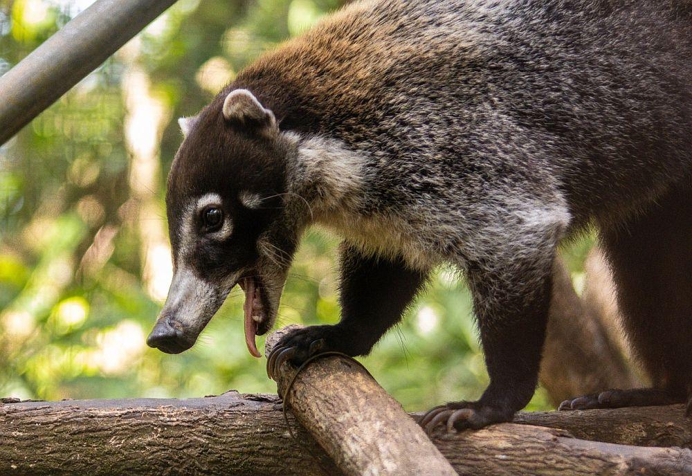 Tabby the Coati - Sloth Wildlife & Conservation Experience