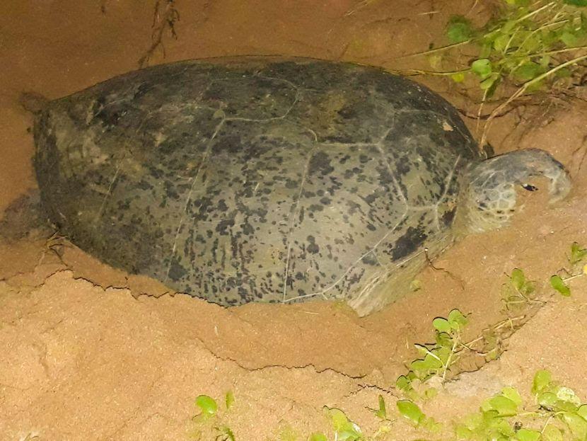 mother green turtle nesting on the beach 