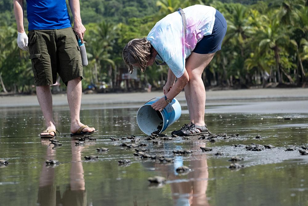 Costa Rica Turtle Conservation Experience - The Great Projects