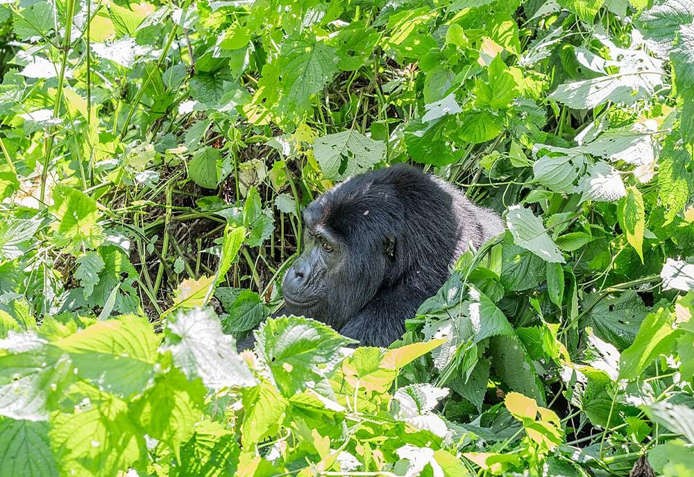 Mountain gorilla in forest