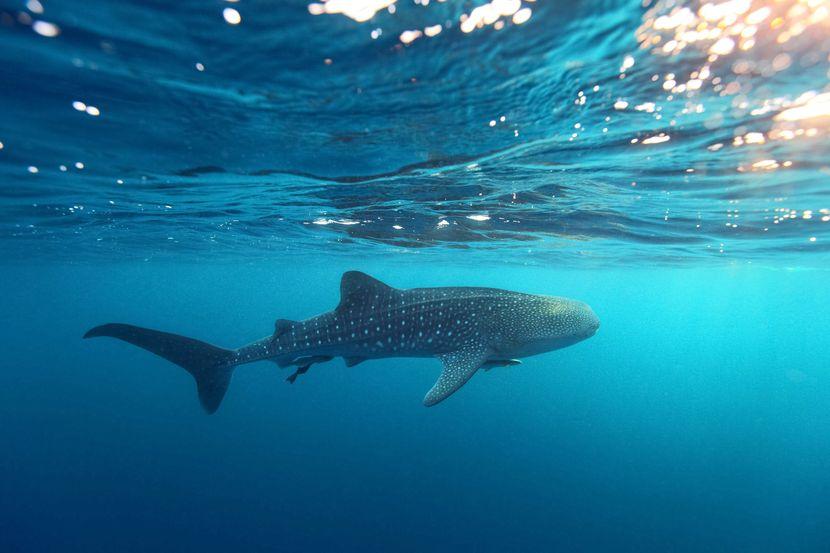 whale shark