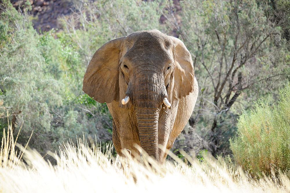 Mathilda's Legacy - Desert Elephants in Namibia 