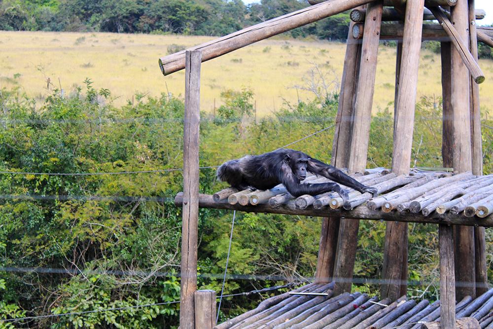 Chloe Reviews Chimp Eden - The Jane Goodall Institute