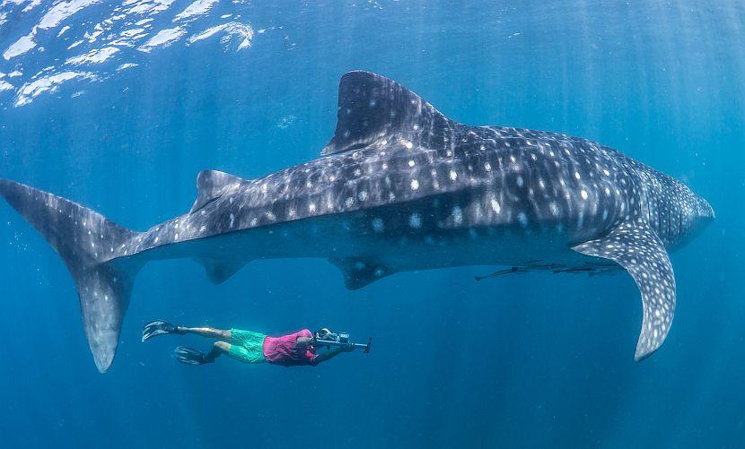 Whale Shark Diving