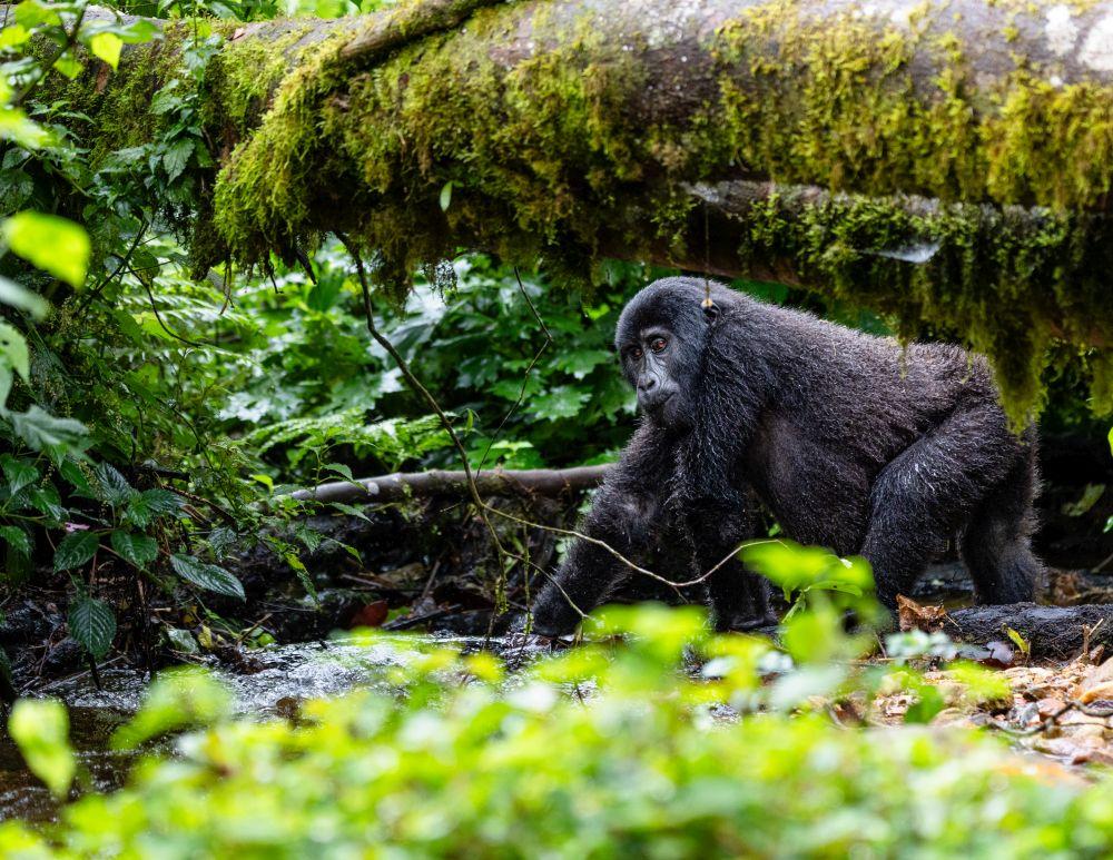 Gorilla Trekking Baby Gorilla Playing